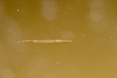 Dermogenys siamensis