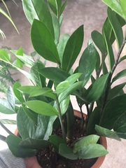 Zamioculcas