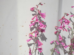 Penstemon parryi