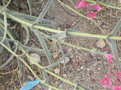 Penstemon parryi