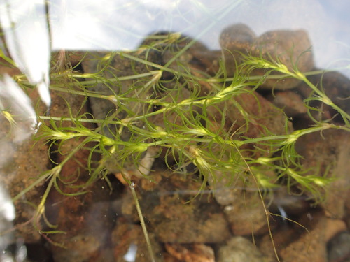 Image of Slender Water-Nymph (Najas flexilis) by no rights reserved