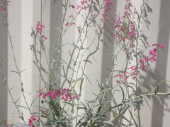 Penstemon parryi