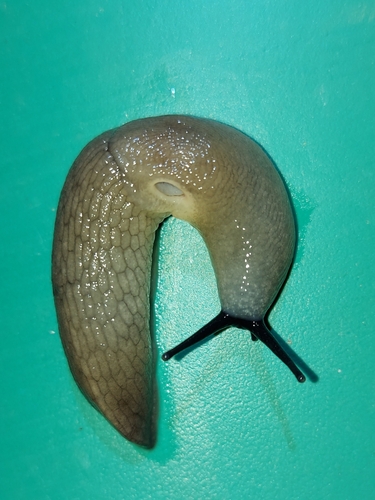 Black-headed Slug
