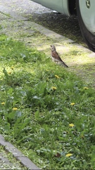 Turdus pilaris