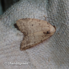 Anachrostis