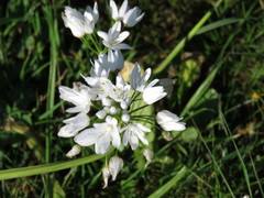 Allium neapolitanum