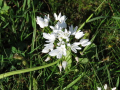 Allium neapolitanum