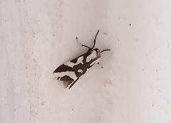 Tessellota cancellata