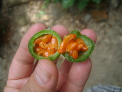 Image of Passiflora morifolia