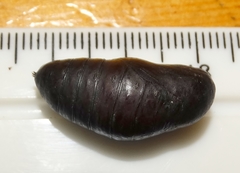 Rhodogastria similis