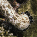 Graeffe's Sea Cucumber - Photo (c) Julien Renoult, some rights reserved (CC BY), uploaded by Julien Renoult