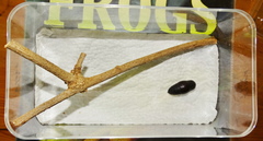 Rhodogastria similis