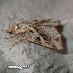Callopistria flavitincta