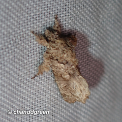 Callopistria guttulalis