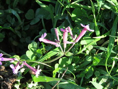 Silene aegyptiaca
