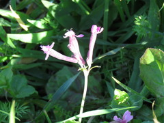 Silene aegyptiaca