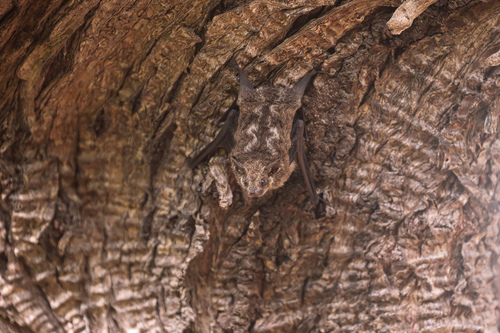 Frosted Sac-winged Bat