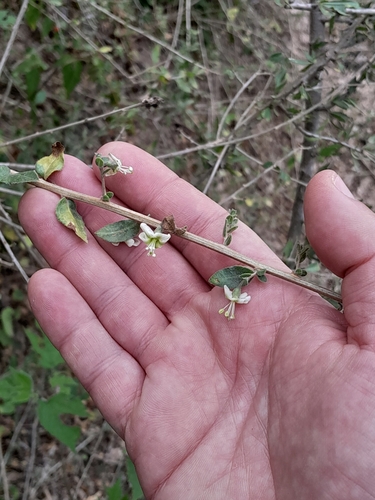 Lycium ciliatum, photograph 6