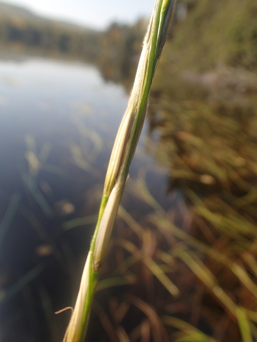 Image of Northern Wild Rice (Zizania palustris) by no rights reserved