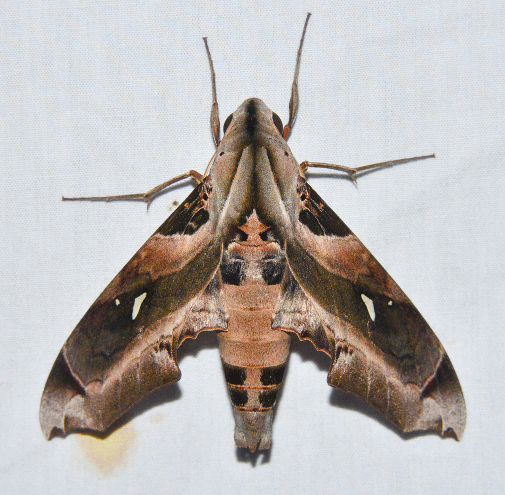 Madoryx plutonius