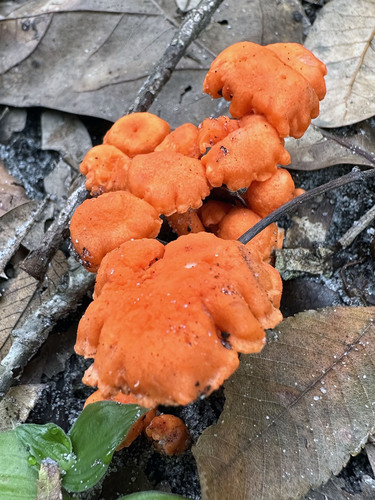 Cantharellaceae image