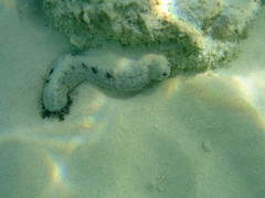 Holothuria atra