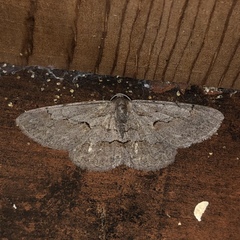 Iridopsis vellivolata
