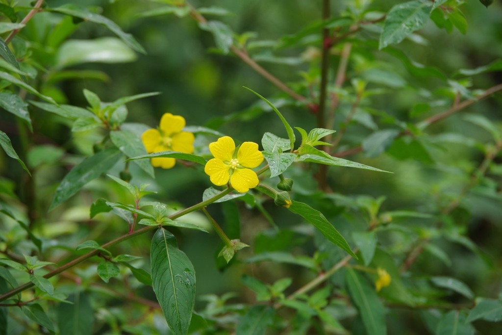 Mexican Primrosewillow from Mameyes II, Río Grande 00745, Puerto Rico