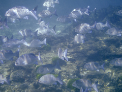 Kyphosus cinerascens