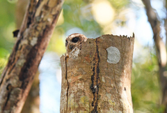 Margarobyas lawrencii