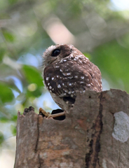 Margarobyas lawrencii