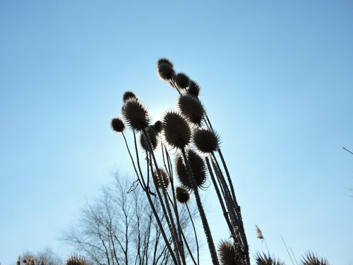 Image of Dipsacus gmelinii by (c) Vasily Moryashkin, some rights reserved (CC BY)