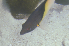 Bodianus mesothorax