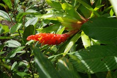 Guzmania berteroniana