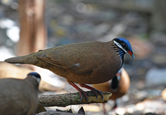 Starnoenas cyanocephala