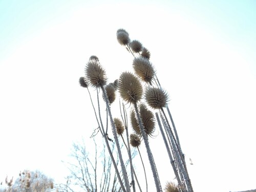 Image of Dipsacus gmelinii by (c) Vasily Moryashkin, some rights reserved (CC BY)