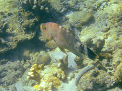 Cheilinus trilobatus