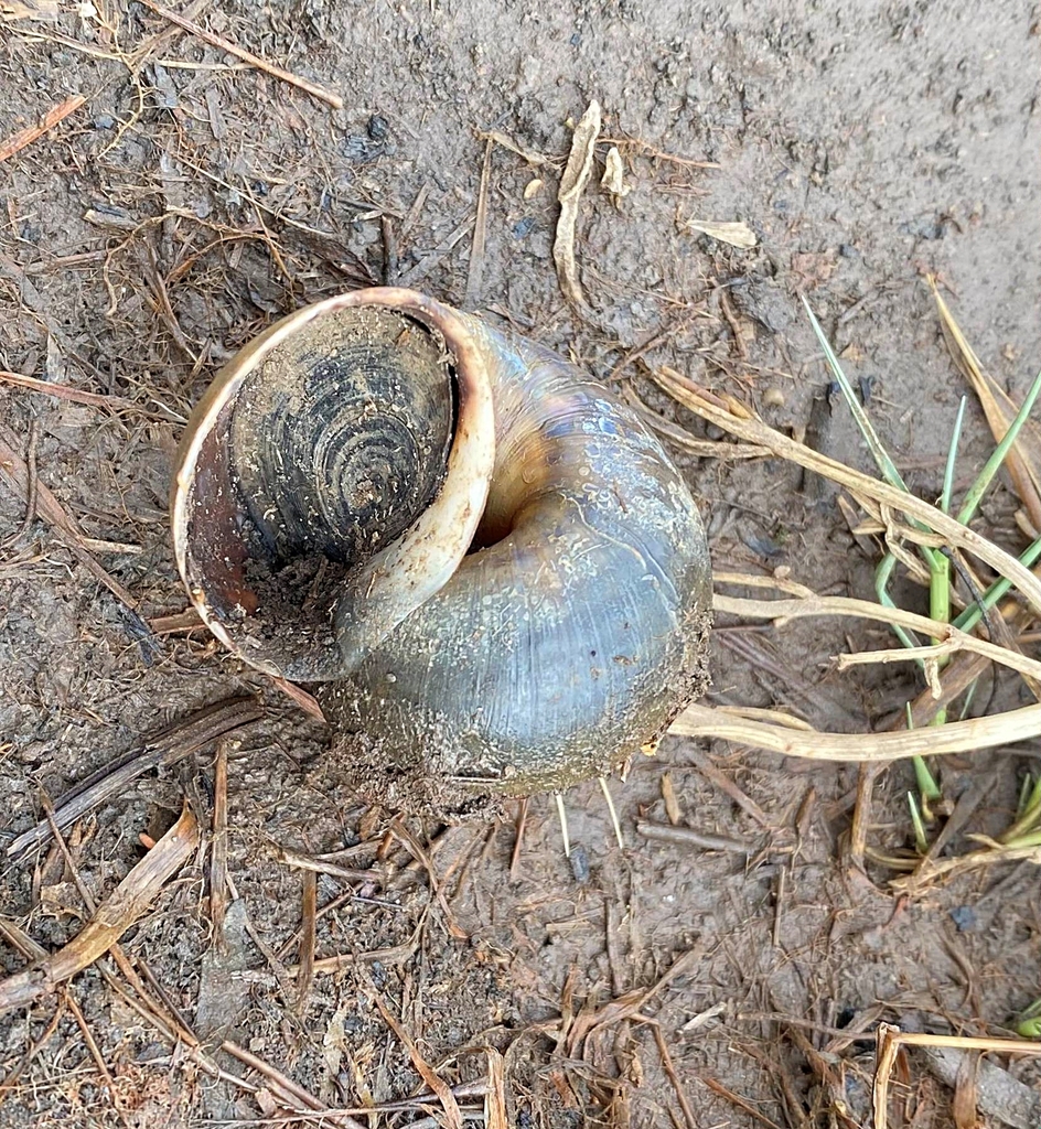 Common Apple Snails from Monseñor Iturriza, Falcón, Venezuela on April 22, 2023 at 1029 AM by