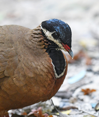 Starnoenas cyanocephala