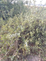 Salvadora persica