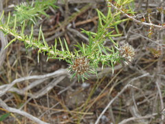 Metalasia pulchella