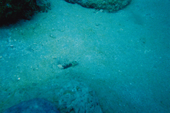 Cryptocentrus lutheri