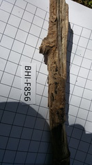 Hysterium angustatum