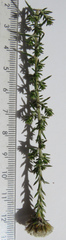 Metalasia pulchella
