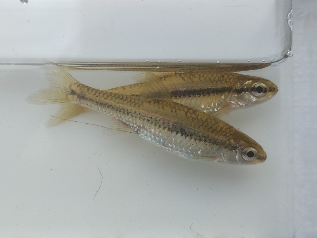 Pugnose Shiner from Prince Edward, ON K0K, Canada on September 19, 2023