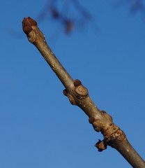 Fraxinus nigra