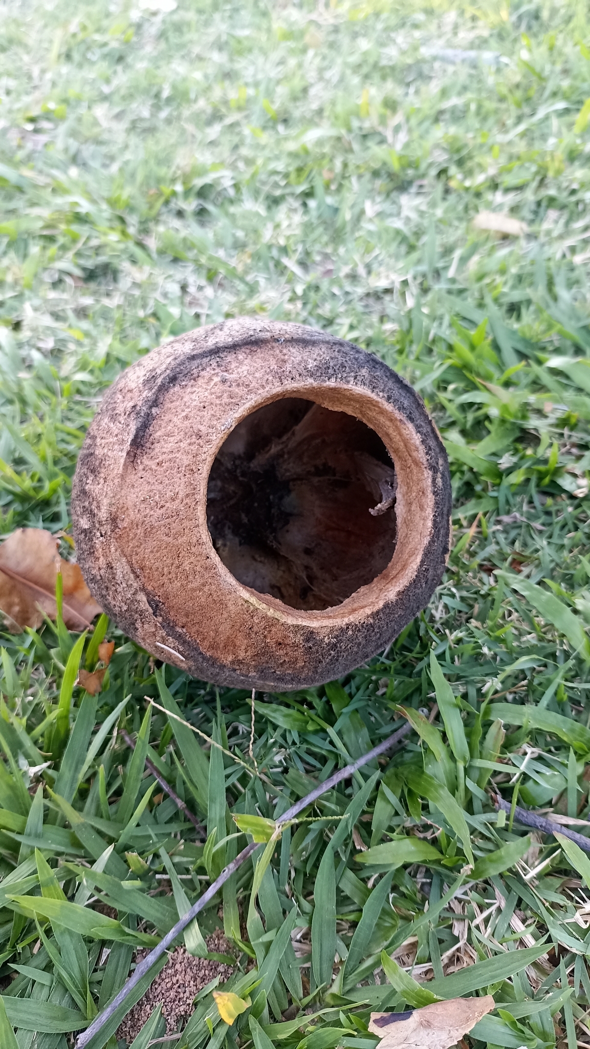 Imagem de Sapucaia
