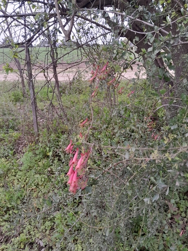 Tropaeolum pentaphyllum (Tropaeolum pentaphyllum)