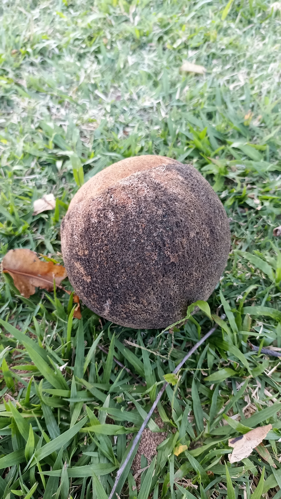 Imagem de Sapucaia