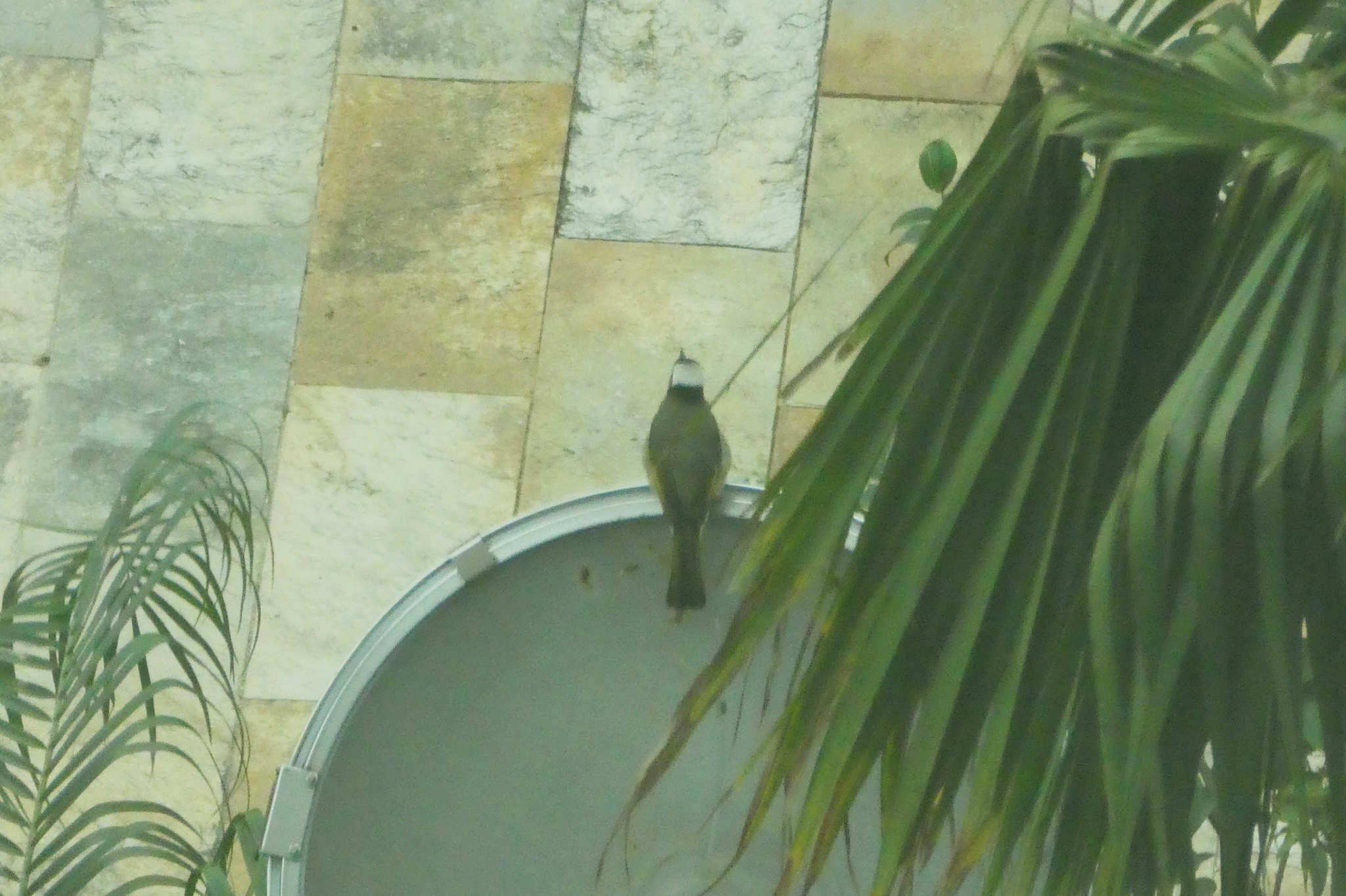 Light-vented Bulbul